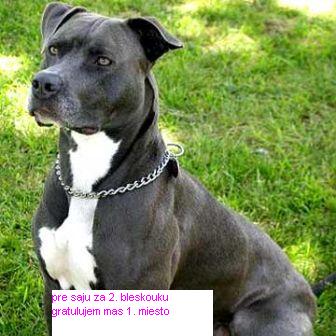 10283pitbull.jpg